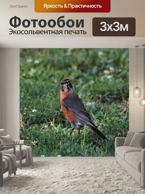 Фотообои Американский Робин в Траве 2