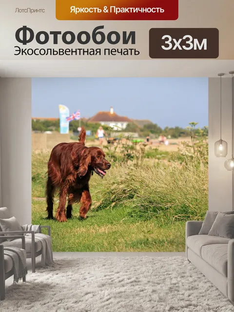 Фотообои Ирландского сеттера собак