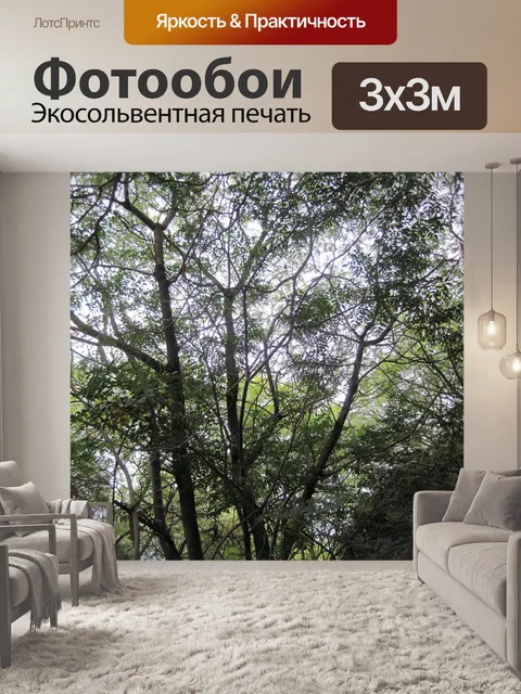 Фотообои высокие большие деревья