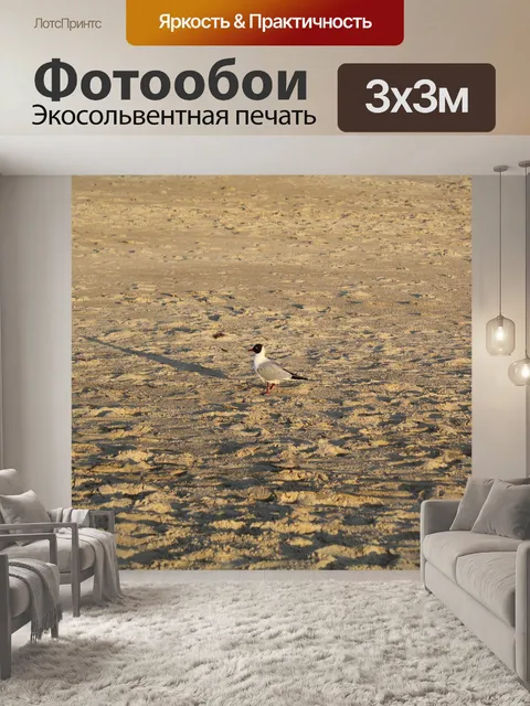 Фотообои Чайка