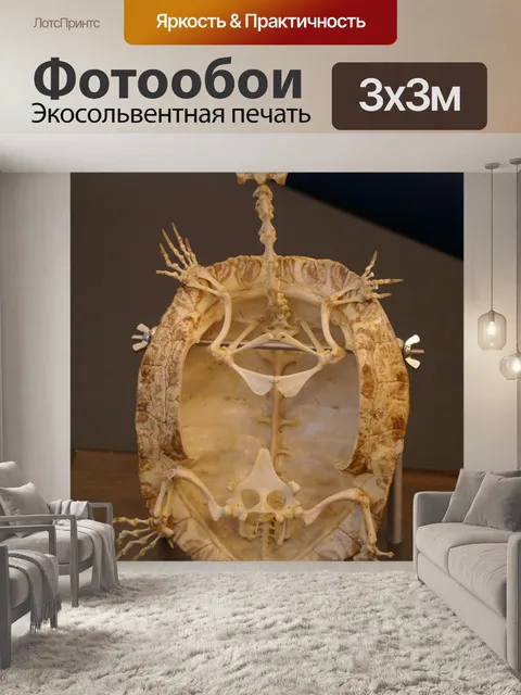 Фотообои Черепаха