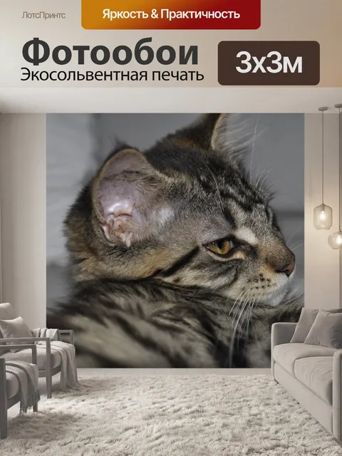 Фотообои Мейн кун