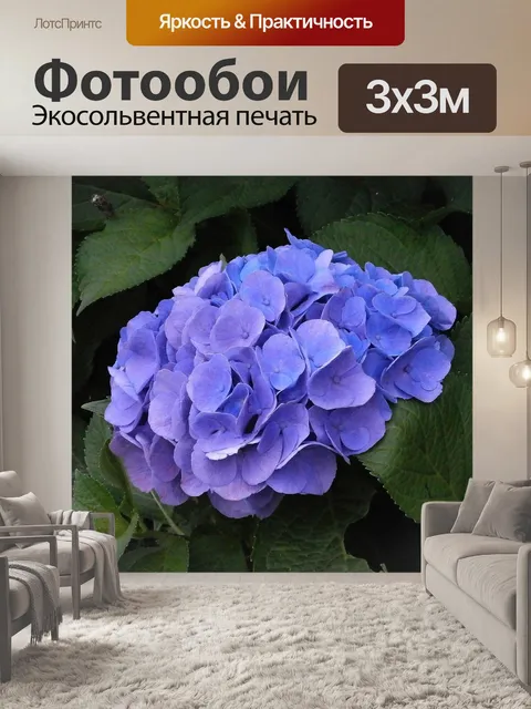 Фотообои Гортензия