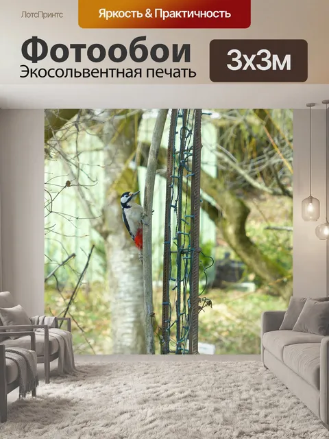 Фотообои Большой пёстрый дятел