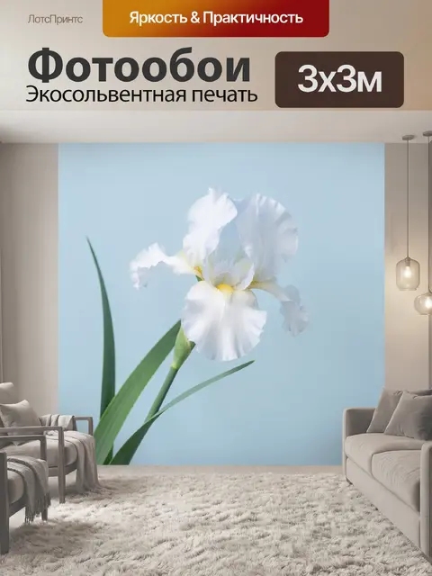 Фотообои Белый ирис на голубом фоне