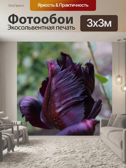 Фотообои Черный тюльпан