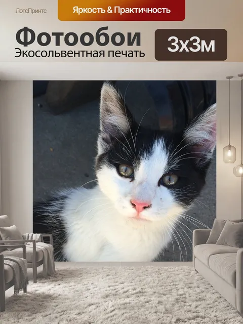 Фотообои Кошка