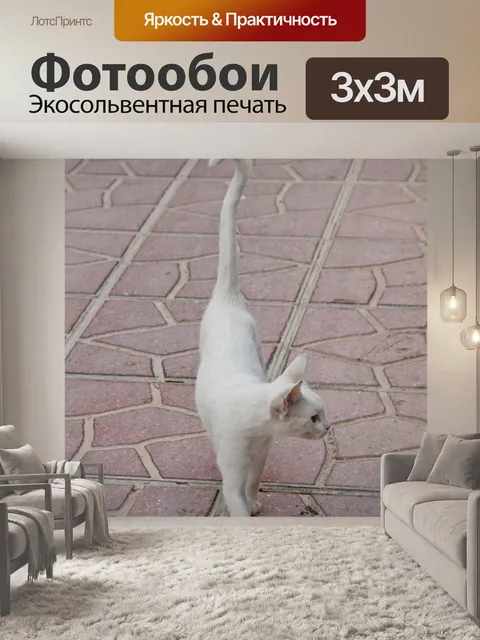 Фотообои Кот