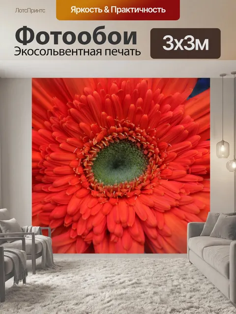Фотообои Гербера ромашка 06