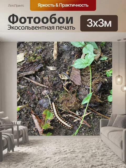 Фотообои Многоножка насекомое