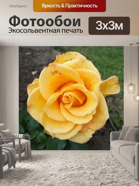 Фотообои Роза