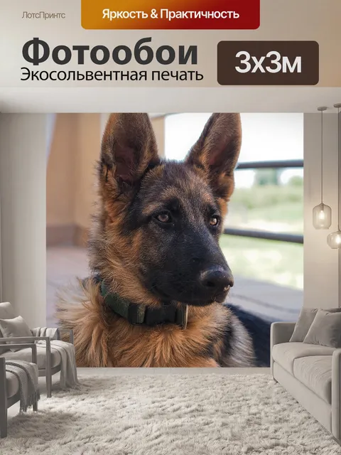 Фотообои Немецкая овчарка