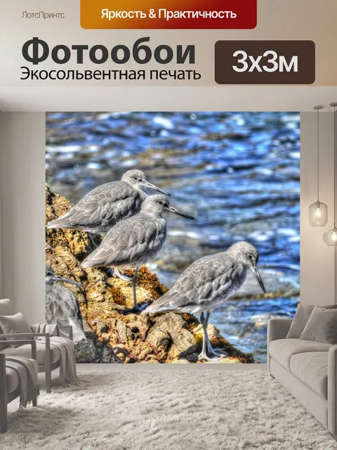 Фотообои Морские птицы