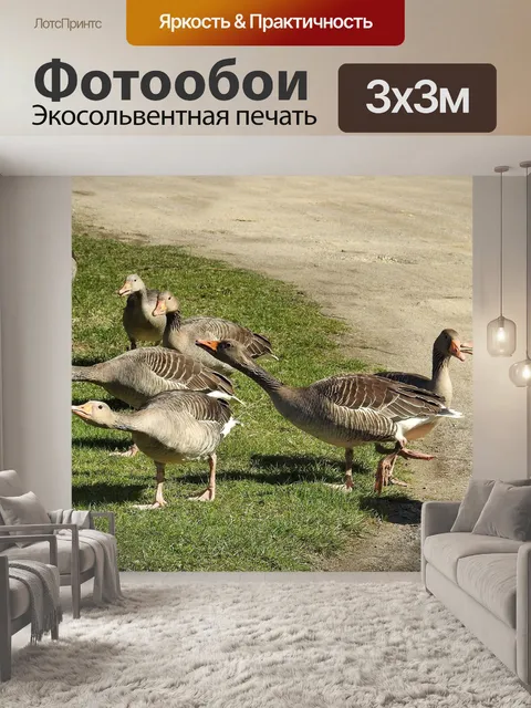 Фотообои Дикие гуси
