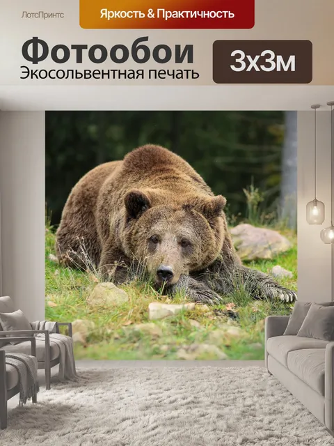 Фотообои Медведь