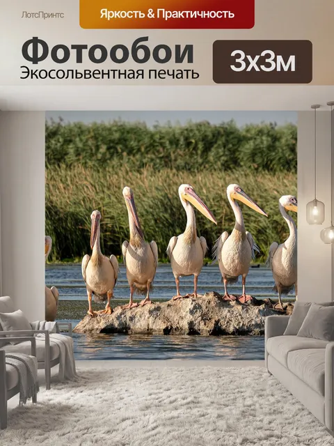 Фотообои Большие белые пеликаны