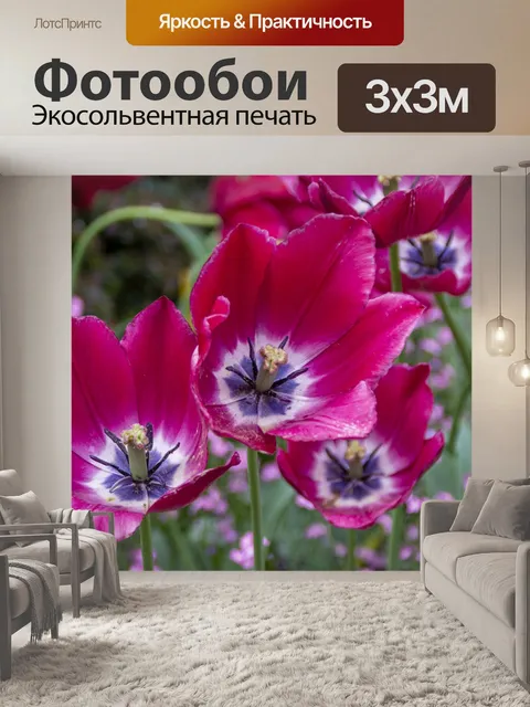 Фотообои Tulipa Greigii