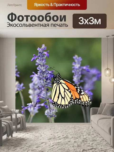 Фотообои Монарх Баттерфляй на Синем Сальвии 3