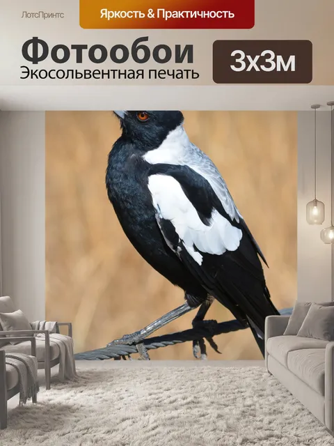Фотообои Австралийский Сорока