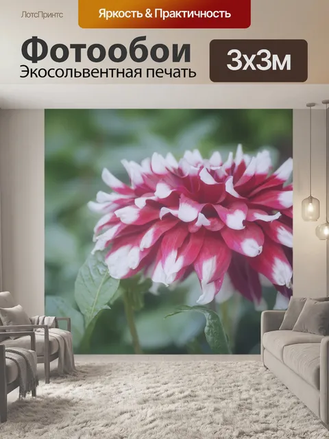 Фотообои Цветок георгина цветущий сад