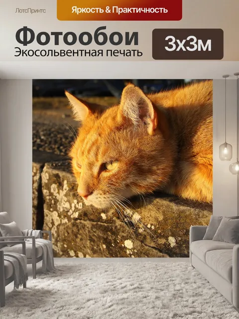 Фотообои Кот