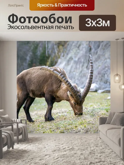 Фотообои Дикий альпийский козерог