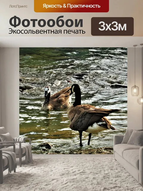 Фотообои Гуси и карп в озере