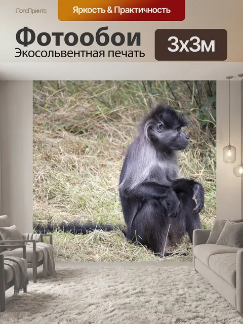 Фотообои Серо-зеленые мангабей