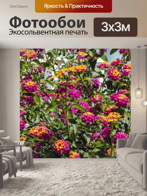 Фотообои цветы циннии