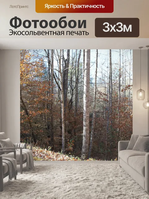 Фотообои Березы