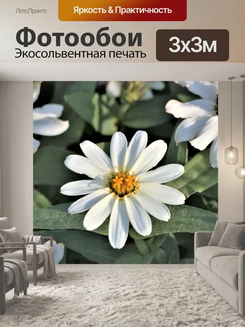 Фотообои Белый Цинния цветок крупным планом