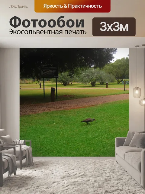 Фотообои африканский ибис на зеленой лужайке 2