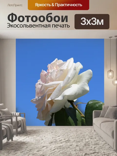 Фотообои Роза