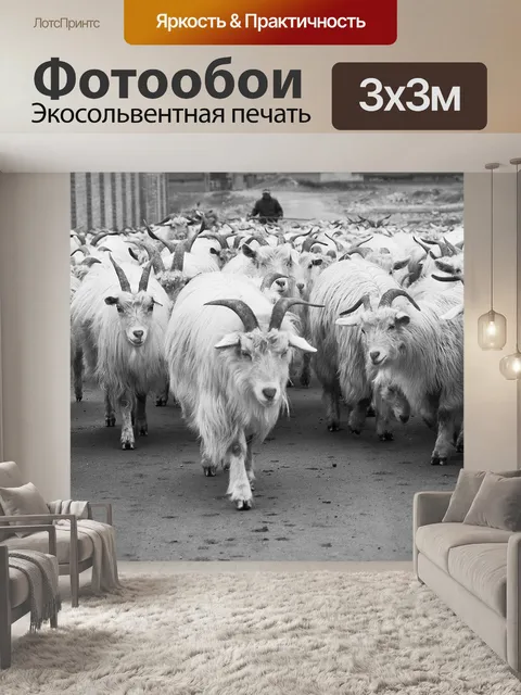 Фотообои Овец