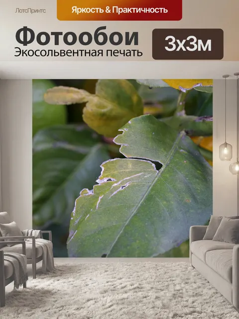 Фотообои большой рваный лист на дереве