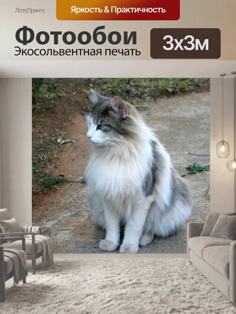 Фотообои Ragdoll кошка с зелеными глазами