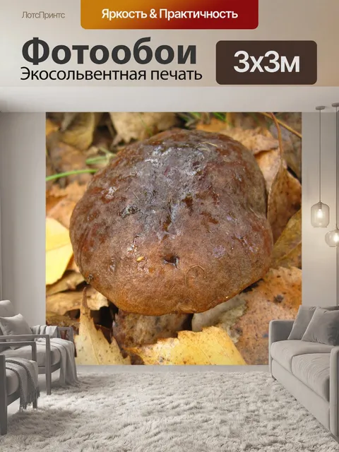 Фотообои Шляпка березового гриба