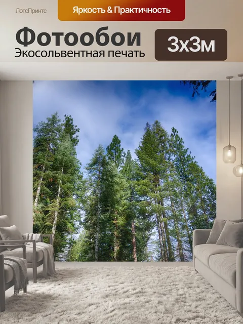 Фотообои Верхушки сосен