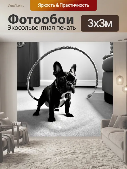 Фотообои снимок французского бульдога в домашних условиях, выполняющего трюк с обручем, сделанный в чёрно-белом стиле