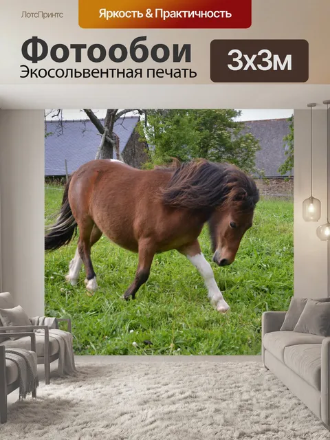 Фотообои Шетландский Пони
