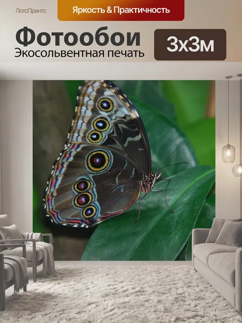Фотообои Бабочка