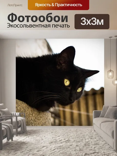 Фотообои Черный кот