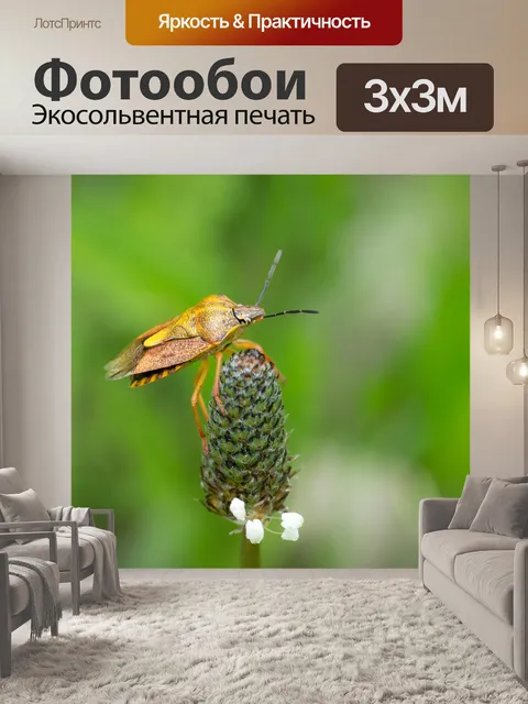 Фотообои Пурпур плодоовощ черепашка