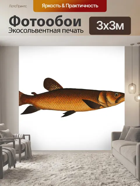 Фотообои Рыба Винтаж Художественный Принт