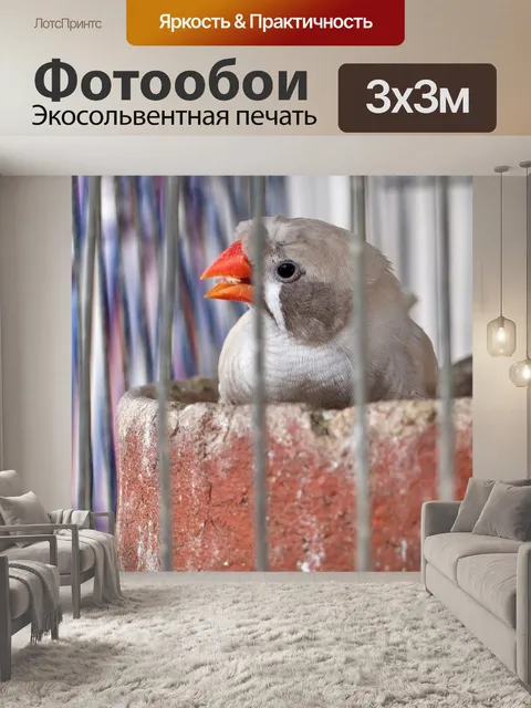 Фотообои Зебры финч