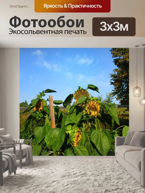 Фотообои Подсолнухи