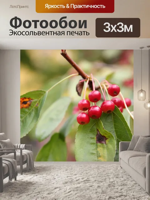 Фотообои Фрукты