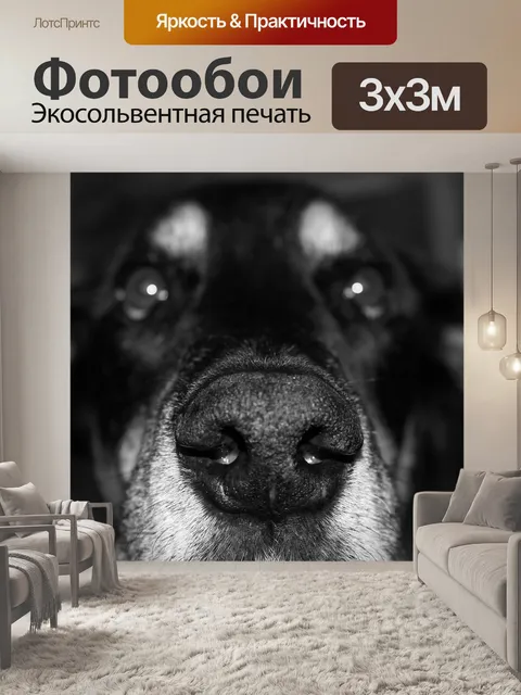 Фотообои Морда собаки