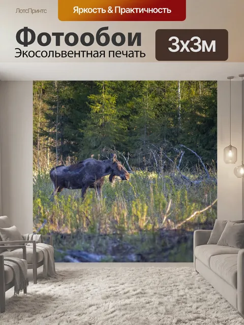 Фотообои Лось