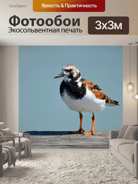 Фотообои Камнешарка Птица